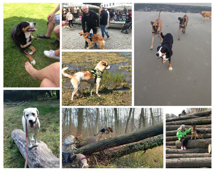 Ervaren hondencoach Denderleeuw, Oost-Vlaanderen